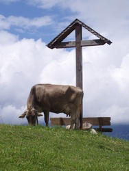 Kuh am Gipfelkreuz