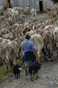 Viehtrieb in den Stall Tuoss; Melken auf einer Sarganserländer Alp